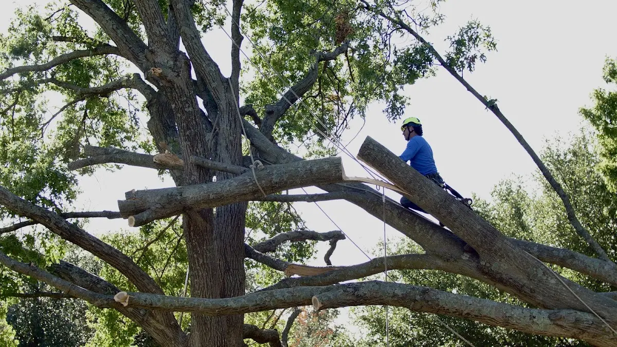 Professional Hazardous Tree Removal performed by certified arborists in Mullin